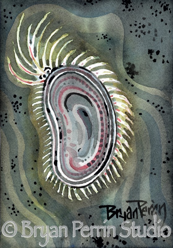 "Ostracod" Watercolor on paper